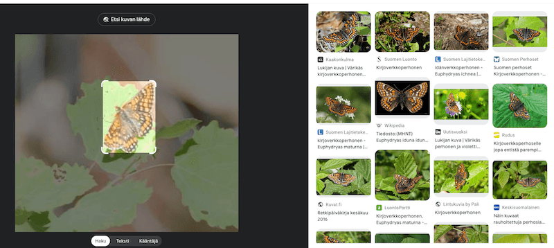 käänteinen kuvahaku kirjoverkkoperhonen
